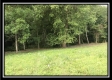 More of Tract 16 - The Woods at Wheelabout Creek