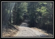 More of State Forest Cabin Tract 8 - Wheelabout Creek