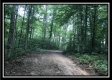More of State Forest Cabin Tract 8 - Wheelabout Creek