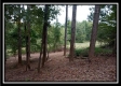 More of Tract 14 - Longhenry Ponds