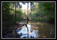 More of Tract 14 - Longhenry Ponds