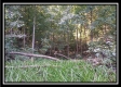 Tract 14 - Longhenry Ponds property photo