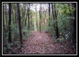 More of Tract 3 - Longhenry Ponds