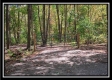More of Tract 5 - Longhenry Ponds