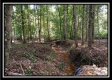 More of Tract 5 - Longhenry Ponds