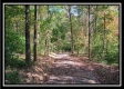 More of Tract 5 - Longhenry Ponds