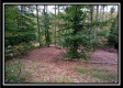 More of Tract 7 - Longhenry Ponds
