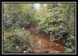 More of Tract 7 - Longhenry Ponds
