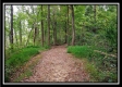 More of Tract 7 - Longhenry Ponds