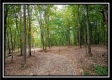 More of Tract 9 - Longhenry Ponds