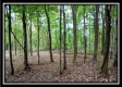 More of Tract 9 - Longhenry Ponds
