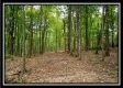 Tract 9 - Longhenry Ponds property photo