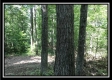 More of Tract 7 - The Woods at Wheelabout Creek