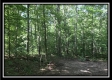 More of Tract 7 - The Woods at Wheelabout Creek