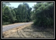 More of Tract 7 - The Woods at Wheelabout Creek