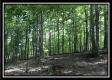 More of Tract 4 - 12 Acre Retreat, Flat Run Road