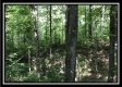 Tract 4 - 12 Acre Retreat, Flat Run Road property photo