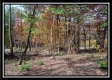 More of Tract 12 - Longhenry Ponds