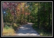 Tract 13 - Longhenry Ponds property photo