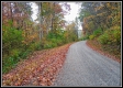 More of Tract 1 - Demazie Hollow on Shawnee Forest
