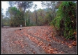More of Tract 1 - Demazie Hollow on Shawnee Forest