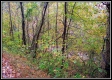 Tract 1 - Demazie Hollow on Shawnee Forest property photo