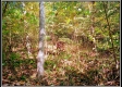 More of Tract 2 - Demazie Hollow on Shawnee Forest