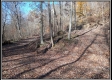 More of Tract 5 - Demazie Hollow on Shawnee State Forest