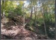 More of Tract 5 - Demazie Hollow on Shawnee State Forest
