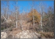 More of Tract 5 - Demazie Hollow on Shawnee State Forest