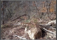 More of Tract 5 - Demazie Hollow on Shawnee State Forest