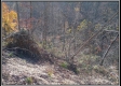 Tract 5 - Demazie Hollow on Shawnee State Forest property photo