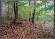 More of Tract 10 - Demazie Hollow on Shawnee State Park