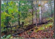 More of Tract 10 - Demazie Hollow on Shawnee State Park