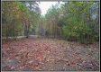 More of Tract 10 - Demazie Hollow on Shawnee State Park