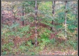 Tract 10 - Demazie Hollow on Shawnee State Park property photo