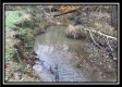 More of Tract 1 - The Woods at Wheelabout Creek