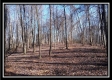 More of Tract 16 - Longhenry Ponds