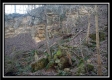 More of Tract 16 - Longhenry Ponds