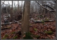 More of Tract 6 - Demazie Hollow