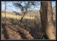 More of Tract 3 - SR 139 Farm