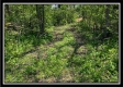 More of Tract 7 - Union Pastures