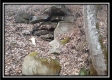 More of Tract 8 - Demazie Hollow