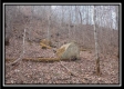 More of Tract 8 - Demazie Hollow