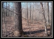 More of Wesley Trails