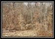 More of Tract 18 - The Views at Deer Ridge