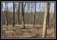 More of Tract 13 - Woods at Pike Forest