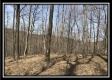 More of Tract 13 - Woods at Pike Forest