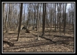 More of Tract 12 - The Woods at Pike Forest