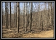 More of Tract 12 - The Woods at Pike Forest